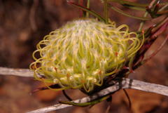 Leucospermum lineare