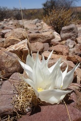 Gethyllis namaquensis