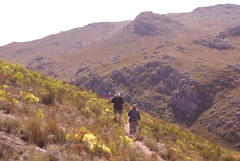 Leucospermum lineare