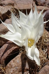 Gethyllis namaquensis