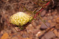 Leucospermum lineare