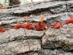 Cytospora chrysosperma