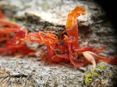 Cytospora chrysosperma