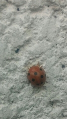 Henosepilachna argus