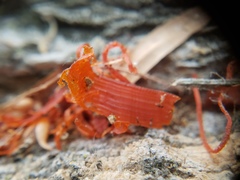 Cytospora chrysosperma