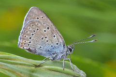 Lycaena candens
