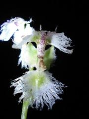 Huttonaea grandiflora