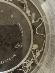 Cestoda