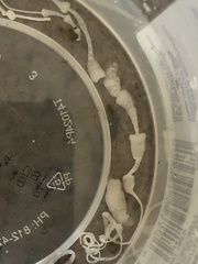 Cestoda
