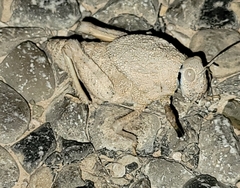 Phrynotettix robustus