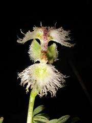 Huttonaea grandiflora