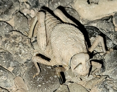 Phrynotettix robustus