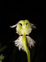 Huttonaea grandiflora