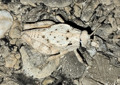 Phrynotettix robustus