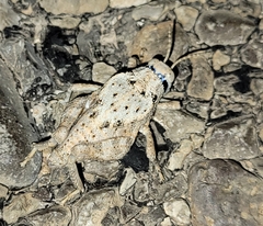 Phrynotettix robustus