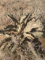Limonium platyphyllum