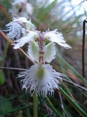 Huttonaea grandiflora