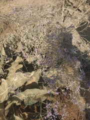 Limonium platyphyllum