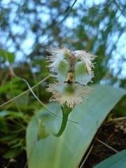 Huttonaea grandiflora