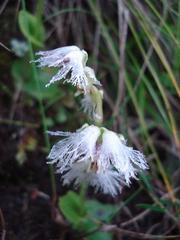 Huttonaea grandiflora