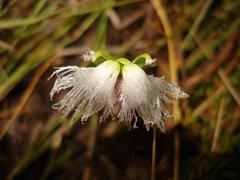 Huttonaea grandiflora