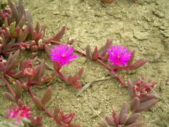 Delosperma repens
