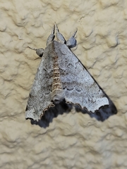 Olceclostera seraphica