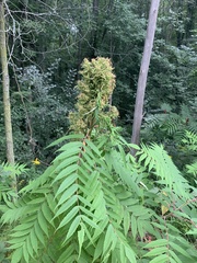 Eriophyes rhoinus