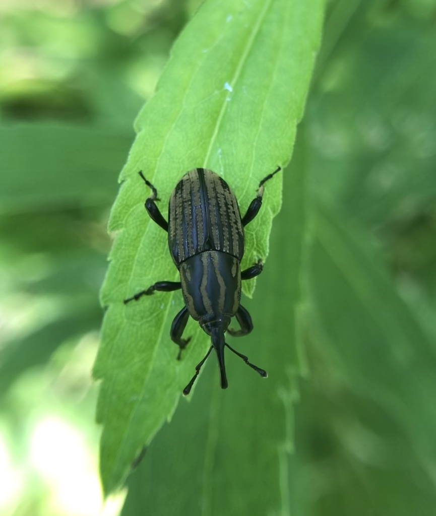 Calandra australis