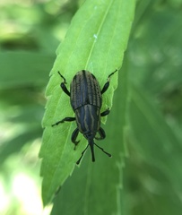Sphenophorus australis