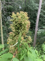 Eriophyes rhoinus