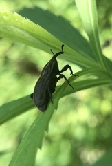 Sphenophorus australis