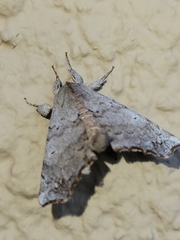 Olceclostera seraphica