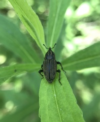 Sphenophorus australis