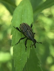 Sphenophorus australis