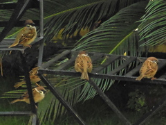 Passer montanus