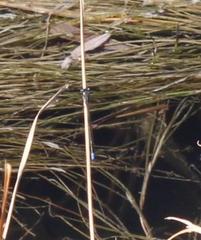 Pseudagrion salisburyense