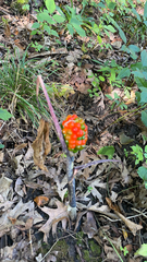 Arisaema triphyllum
