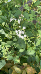 Ageratina altissima