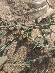 Polygonum maritimum