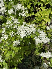 Clematis flammula