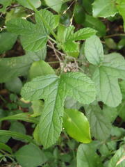Hibiscus pedunculatus