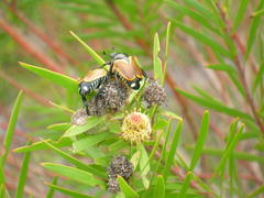 Leucadendron pondoense