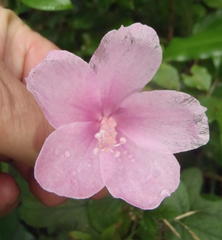 Hibiscus pedunculatus