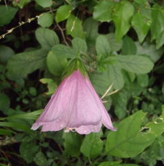 Hibiscus pedunculatus