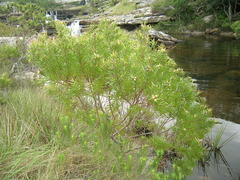Leucadendron pondoense