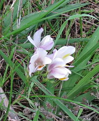 Freesia caryophyllacea