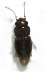 Ptinella acaciae