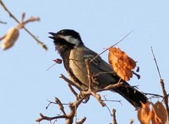 Melaniparus cinerascens