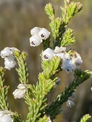 Erica formosa